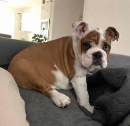 Ernest of Saxe aka PABLO